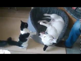 Απίστευτο βίντεο: Δείτε πώς παίζει αυτό το γατάκι με το σκύλο... 30 κιλών! Ποιος θα κερδίσει; [video] - Φωτογραφία 1