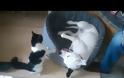 Απίστευτο βίντεο: Δείτε πώς παίζει αυτό το γατάκι με το σκύλο... 30 κιλών! Ποιος θα κερδίσει; [video]