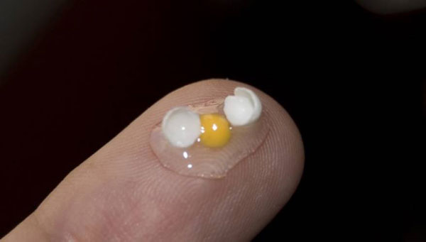 Το μικρότερο αυγό στον κόσμο! [photos] - Φωτογραφία 2