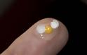 Το μικρότερο αυγό στον κόσμο! [photos] - Φωτογραφία 2