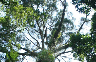 To ψηλότερο τροπικό δέντρο είναι λίγο πιο κοντό από το Μπιγκ Μπεν! [video] - Φωτογραφία 1