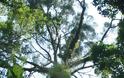 To ψηλότερο τροπικό δέντρο είναι λίγο πιο κοντό από το Μπιγκ Μπεν! [video]