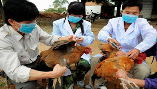 Κίνα: Βρέθηκε αγρότισσα με γρίπη των πτηνών - Φωτογραφία 1
