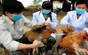 Κίνα: Βρέθηκε αγρότισσα με γρίπη των πτηνών