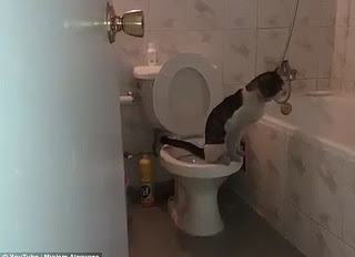 Θα πάθετε πλάκα! Δείτε τι κάνει αυτή η γάτα στην τουαλέτα και θα μείνετε ΑΦΩΝΟΙ! [video] - Φωτογραφία 1