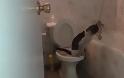 Θα πάθετε πλάκα! Δείτε τι κάνει αυτή η γάτα στην τουαλέτα και θα μείνετε ΑΦΩΝΟΙ! [video]