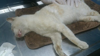 24 γάτες νεκρές από φόλες σε Παγκράτι και Άγιο Αρτέμιο στην Αθήνα μέσα σε μια εβδομάδα - Φωτογραφία 1