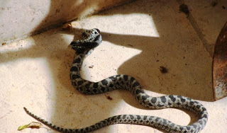 Φίδι στην αυλή σπιτιού στο κέντρο του Πύργου! - Φωτογραφία 1