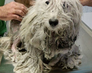 Χούνη Άργους: Βρήκαν τον σκύλο να περιφέρεται εξαθλιωμένος σαν ζωντανή σφουγγαρίστρα - Φωτογραφία 1