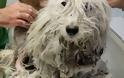 Χούνη Άργους: Βρήκαν τον σκύλο να περιφέρεται εξαθλιωμένος σαν ζωντανή σφουγγαρίστρα