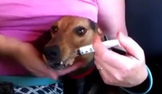 Χρειαζεται ΒΟΗΘΕΙΑ - Σκυλίτσα που εγκαταλήφθηκε στο βουνό αρνείται να φάει και να πιει νερό... [video] - Φωτογραφία 1