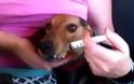 Χρειαζεται ΒΟΗΘΕΙΑ - Σκυλίτσα που εγκαταλήφθηκε στο βουνό αρνείται να φάει και να πιει νερό... [video]