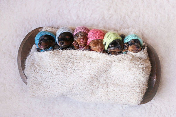 Απίθανες εικόνες: 6 κουταβάκια ποζάρουν σαν μωρά και τρελαίνουν κόσμο... [photo] - Φωτογραφία 3