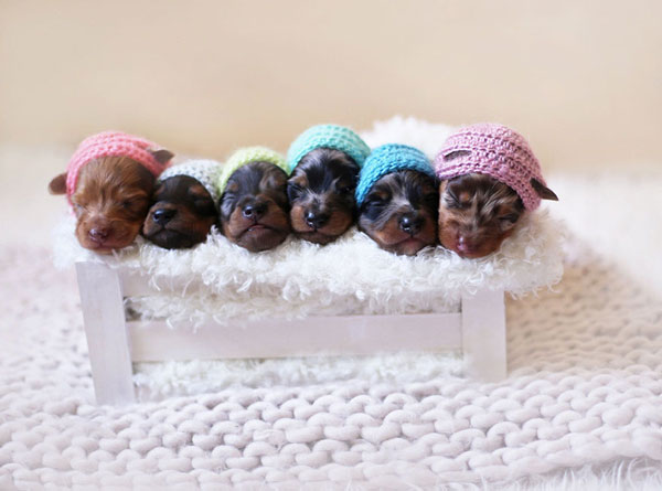 Απίθανες εικόνες: 6 κουταβάκια ποζάρουν σαν μωρά και τρελαίνουν κόσμο... [photo] - Φωτογραφία 4