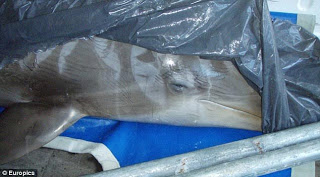 Πρωτοβουλία ΠΚΑΚ: Και άλλο δελφίνι πεθαίνει στο Αττικό Ζωολογικό Πάρκο - Φωτογραφία 1
