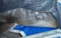 Πρωτοβουλία ΠΚΑΚ: Και άλλο δελφίνι πεθαίνει στο Αττικό Ζωολογικό Πάρκο - Φωτογραφία 1