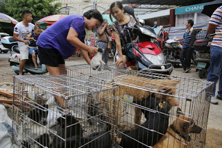 Παγκόσμια κατακραυγή για το Φεστιβάλ Γιουλίν: Χιλιάδες σκυλιά και γάτες περιμένουν τη σφαγή τους σε κλουβιά [ΠΟΛΥ ΣΚΛΗΡΕΣ ΕΙΚΟΝΕΣ] - Φωτογραφία 1