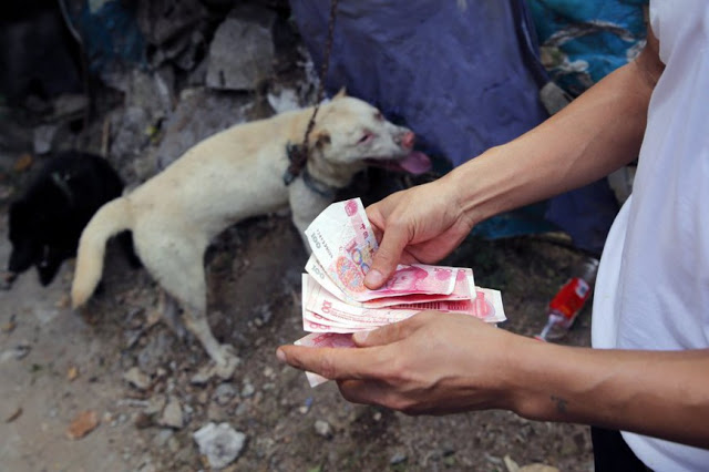 Παγκόσμια κατακραυγή για το Φεστιβάλ Γιουλίν: Χιλιάδες σκυλιά και γάτες περιμένουν τη σφαγή τους σε κλουβιά [ΠΟΛΥ ΣΚΛΗΡΕΣ ΕΙΚΟΝΕΣ] - Φωτογραφία 2