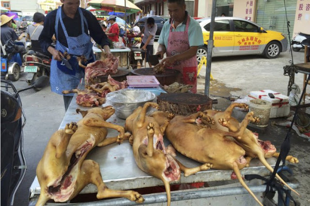 Παγκόσμια κατακραυγή για το Φεστιβάλ Γιουλίν: Χιλιάδες σκυλιά και γάτες περιμένουν τη σφαγή τους σε κλουβιά [ΠΟΛΥ ΣΚΛΗΡΕΣ ΕΙΚΟΝΕΣ] - Φωτογραφία 3