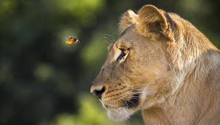 Πεταλούδα πετάει μπροστά από μια λέαινα. Αυτό που έκανε μετά... θέλει θάρρος! [photos] - Φωτογραφία 1
