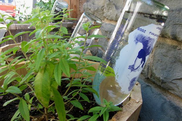 Θερινό μποστάνι: κόλπα για την ευημερία του - Φωτογραφία 2