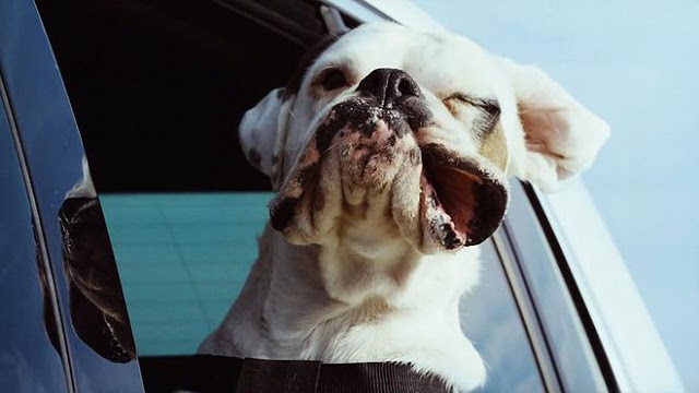 H πιο χαρακτηριστική σκηνή ενός σκύλου στο αυτοκίνητο! [photos] - Φωτογραφία 2
