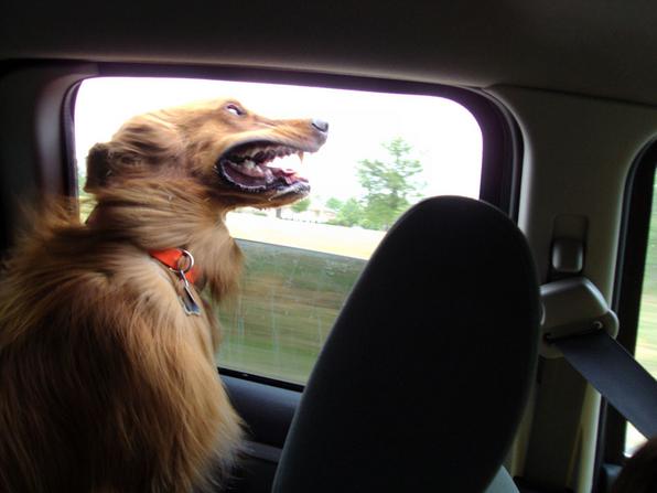H πιο χαρακτηριστική σκηνή ενός σκύλου στο αυτοκίνητο! [photos] - Φωτογραφία 3