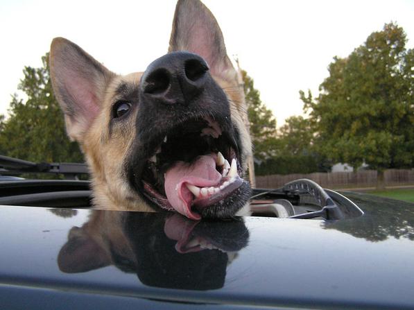 H πιο χαρακτηριστική σκηνή ενός σκύλου στο αυτοκίνητο! [photos] - Φωτογραφία 4