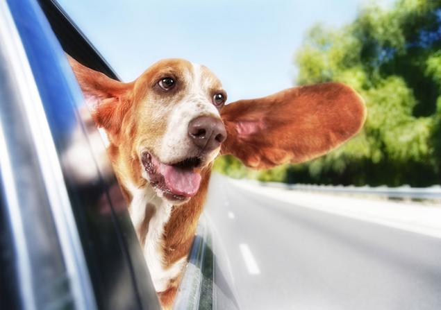 H πιο χαρακτηριστική σκηνή ενός σκύλου στο αυτοκίνητο! [photos] - Φωτογραφία 5