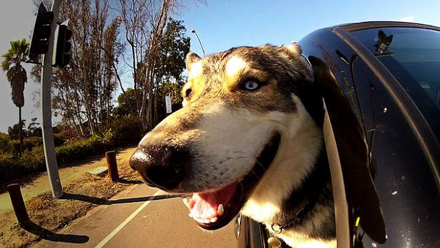 H πιο χαρακτηριστική σκηνή ενός σκύλου στο αυτοκίνητο! [photos] - Φωτογραφία 6