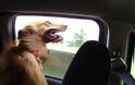 H πιο χαρακτηριστική σκηνή ενός σκύλου στο αυτοκίνητο! [photos] - Φωτογραφία 3