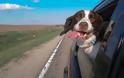 H πιο χαρακτηριστική σκηνή ενός σκύλου στο αυτοκίνητο! [photos] - Φωτογραφία 7