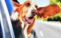 H πιο χαρακτηριστική σκηνή ενός σκύλου στο αυτοκίνητο! [photos] - Φωτογραφία 8