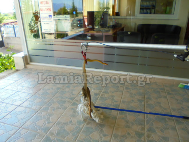 Λαμία: Το φίδι μπήκε στο γραφείο [photos] - Φωτογραφία 2