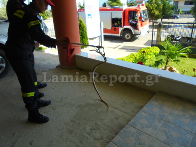 Λαμία: Το φίδι μπήκε στο γραφείο [photos] - Φωτογραφία 5