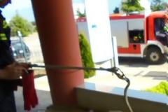 Λαμία: Το φίδι μπήκε στο γραφείο [photos]