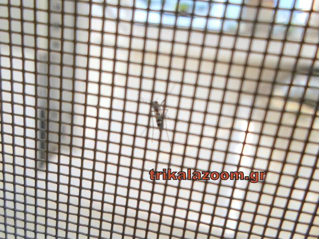Κυκλοφορεί ελεύθερο - Επίθεση κουνούπι τίγρης σε σπίτι των Τρικάλων [video] - Φωτογραφία 2