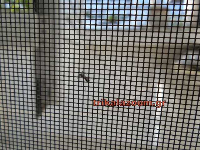 Κυκλοφορεί ελεύθερο - Επίθεση κουνούπι τίγρης σε σπίτι των Τρικάλων [video] - Φωτογραφία 3