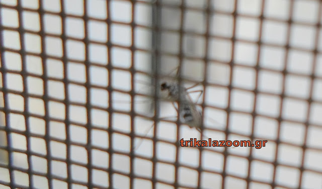 Κυκλοφορεί ελεύθερο - Επίθεση κουνούπι τίγρης σε σπίτι των Τρικάλων [video] - Φωτογραφία 4
