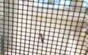 Κυκλοφορεί ελεύθερο - Επίθεση κουνούπι τίγρης σε σπίτι των Τρικάλων [video]