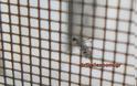 Κυκλοφορεί ελεύθερο - Επίθεση κουνούπι τίγρης σε σπίτι των Τρικάλων [video] - Φωτογραφία 4