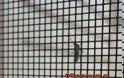 Κυκλοφορεί ελεύθερο - Επίθεση κουνούπι τίγρης σε σπίτι των Τρικάλων [video] - Φωτογραφία 5
