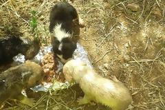 Βρήκαν τα κουταβάκια κλεισμένα σε τσουβάλι πεταμένα στα σκουπίδια στα Βασιλικά Θεσσαλονίκης