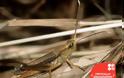 Άραβες σώζουν τη μοναδική ακρίδα της Ηπείρου από την εξαφάνιση