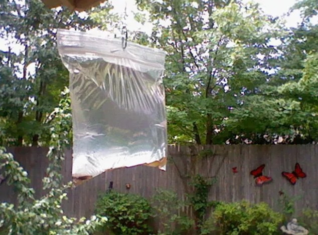 Μύγες ΤΕΛΟΣ - Εξαφανίστε τις Μύγες από το Σπίτι σας, με Αυτό το Απίστευτο Κόλπο! [photos] - Φωτογραφία 4