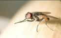 Μύγες ΤΕΛΟΣ - Εξαφανίστε τις Μύγες από το Σπίτι σας, με Αυτό το Απίστευτο Κόλπο! [photos]