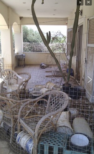 Επιχείρηση απομάκρυνσης των σκυλιών που εντοπίστηκαν γεμάτα τσιμπούρια σε εγκαταλελειμμένο σπίτι στον Μαραθώνα - Φωτογραφία 3