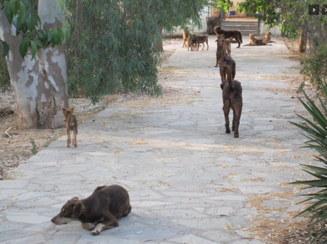 Επιχείρηση απομάκρυνσης των σκυλιών που εντοπίστηκαν γεμάτα τσιμπούρια σε εγκαταλελειμμένο σπίτι στον Μαραθώνα - Φωτογραφία 4