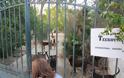 Επιχείρηση απομάκρυνσης των σκυλιών που εντοπίστηκαν γεμάτα τσιμπούρια σε εγκαταλελειμμένο σπίτι στον Μαραθώνα - Φωτογραφία 1