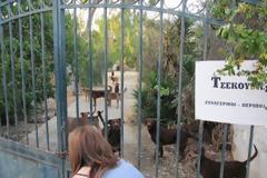 Επιχείρηση απομάκρυνσης των σκυλιών που εντοπίστηκαν γεμάτα τσιμπούρια σε εγκαταλελειμμένο σπίτι στον Μαραθώνα
